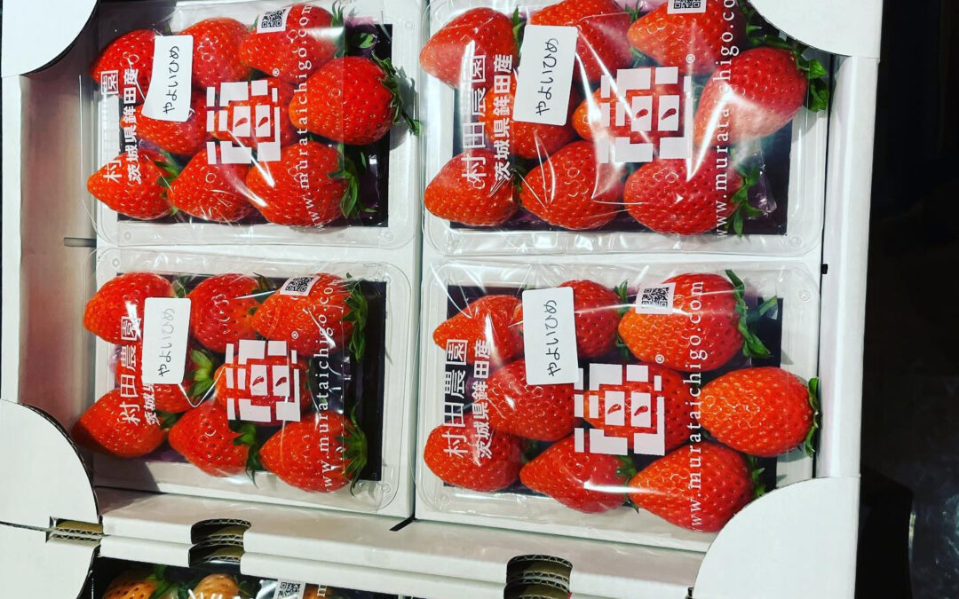 今シーズンの村田さんの苺始まりまーす